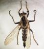 Triorla sp.